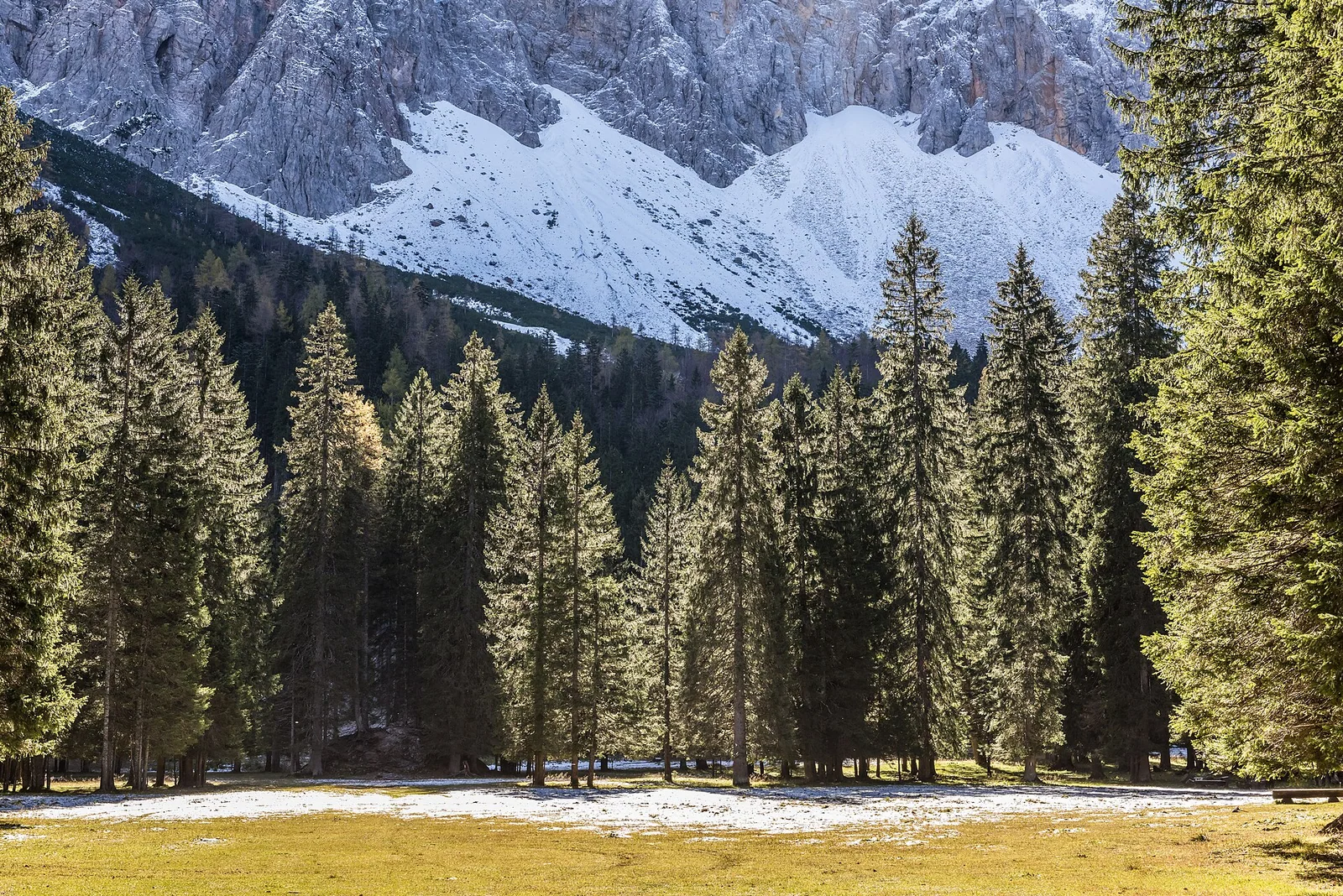 Österreichische Bergwiese mit angrenzendem Forst